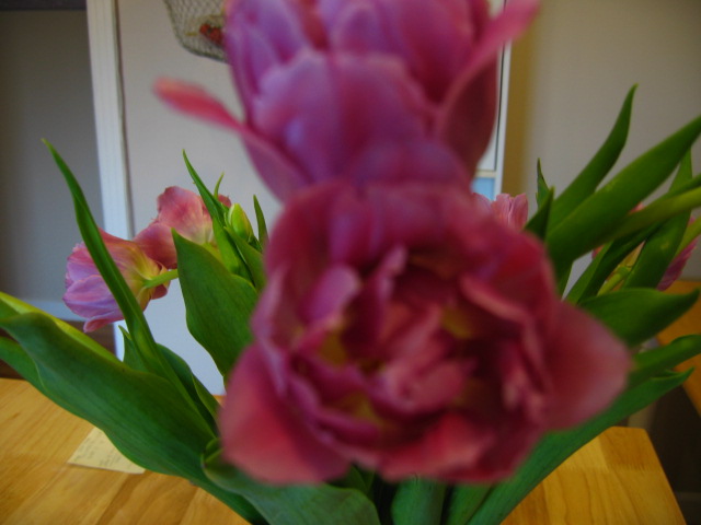 [Tulips+6.14.08+8.JPG]