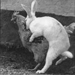 [538354_chicken-rabbit-sex.png]