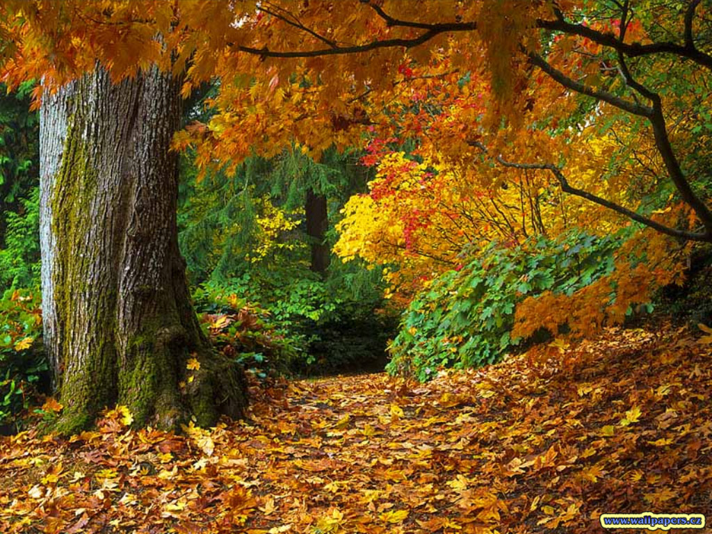 [fall-of-autumn-leaves-wallpaper.jpg]