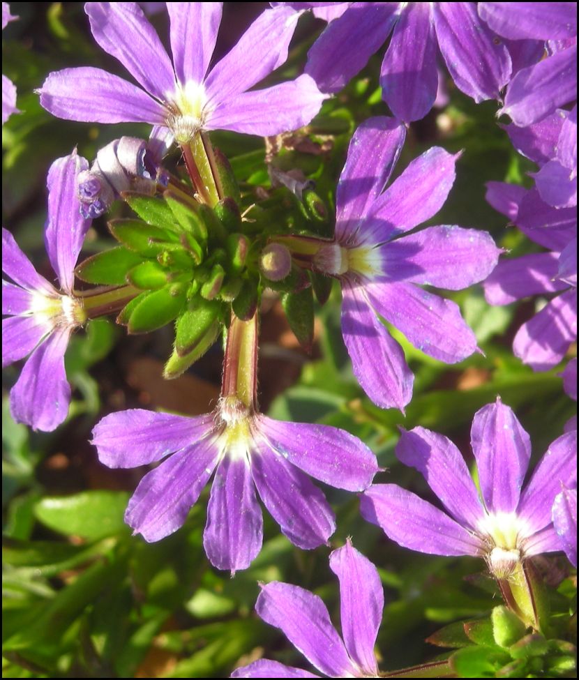 [purple+flower2.jpg]