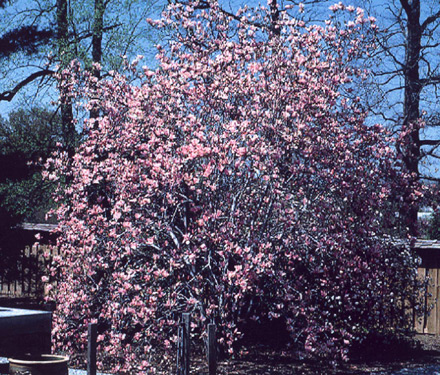 [magnolia_jane.jpg]