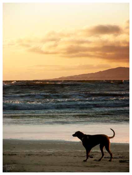 [dog+ocean.JPG]