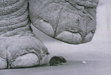 [Elephant-mouse.jpg]