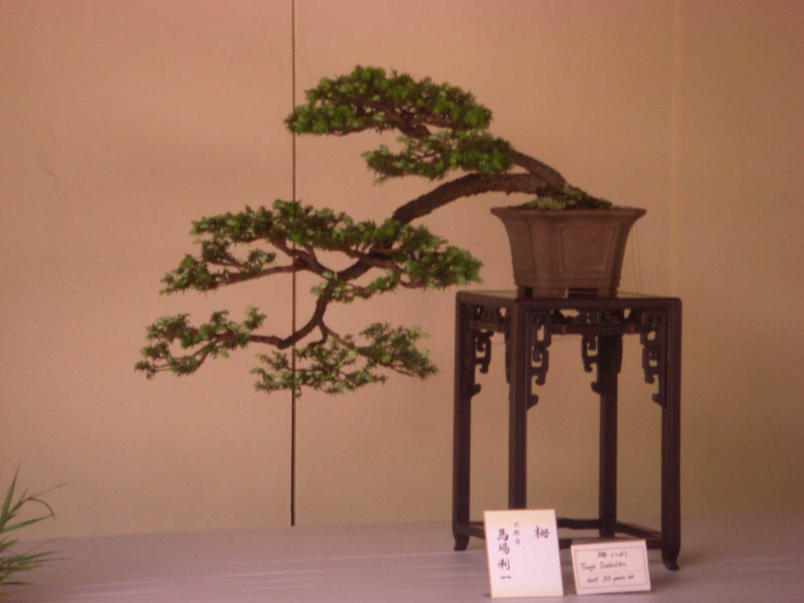 [bonsai+1.JPG]