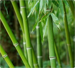 [bamboo-forest.jpg]
