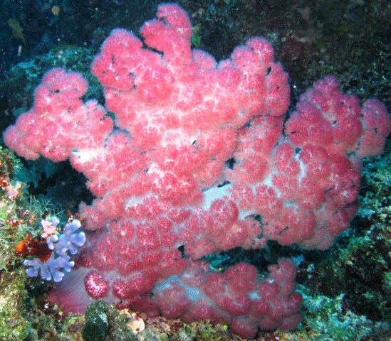 [coral+12.JPG]