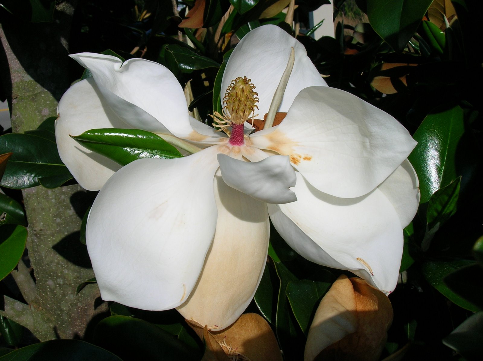 [Magnolia+blossoms+May+07+004.jpg]