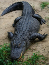 [200px-American_Alligator.jpg]