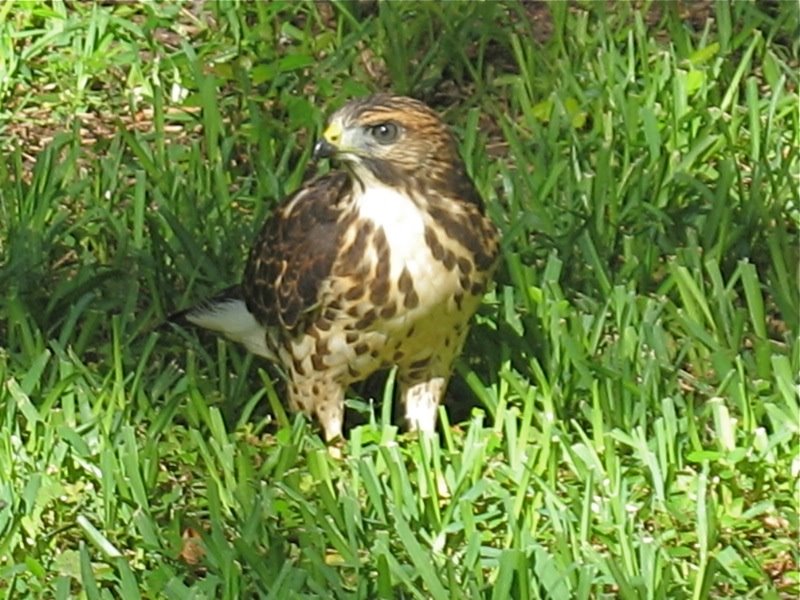 [Juvenile+Broad-winged+Hawk.jpg]