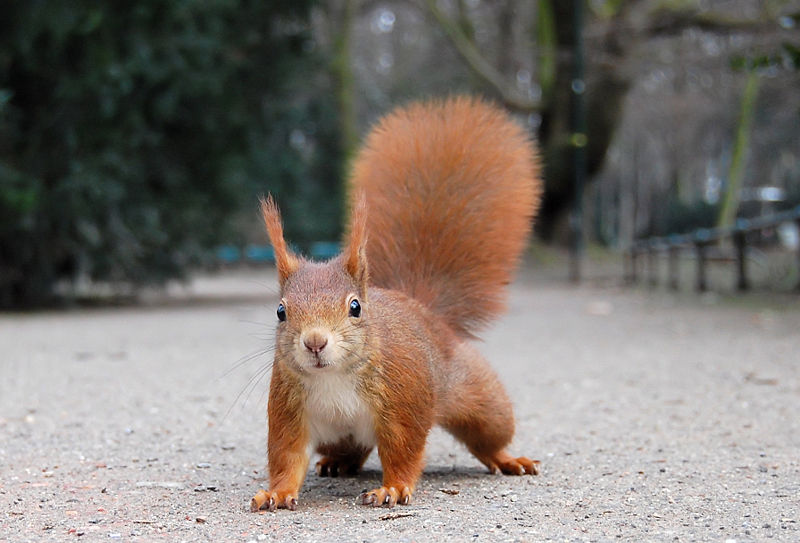 [Winter+tuffed+ear+of+Red+Squirrel+-+germany+by+wikipedia.jpg]