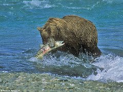[Grizzly+bear+with+salmon+by+Wildimages.jpg]