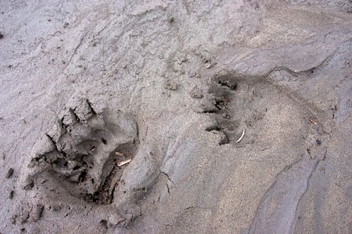 [Grizzly+bear+tracks+in+sand+by+mckittre.jpg]