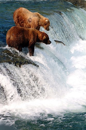 [Grizzlies+fishing+by+csmellish.jpg]