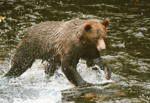 [Grizzly+catching+salmon+bc+by+alison+brown.jpg]