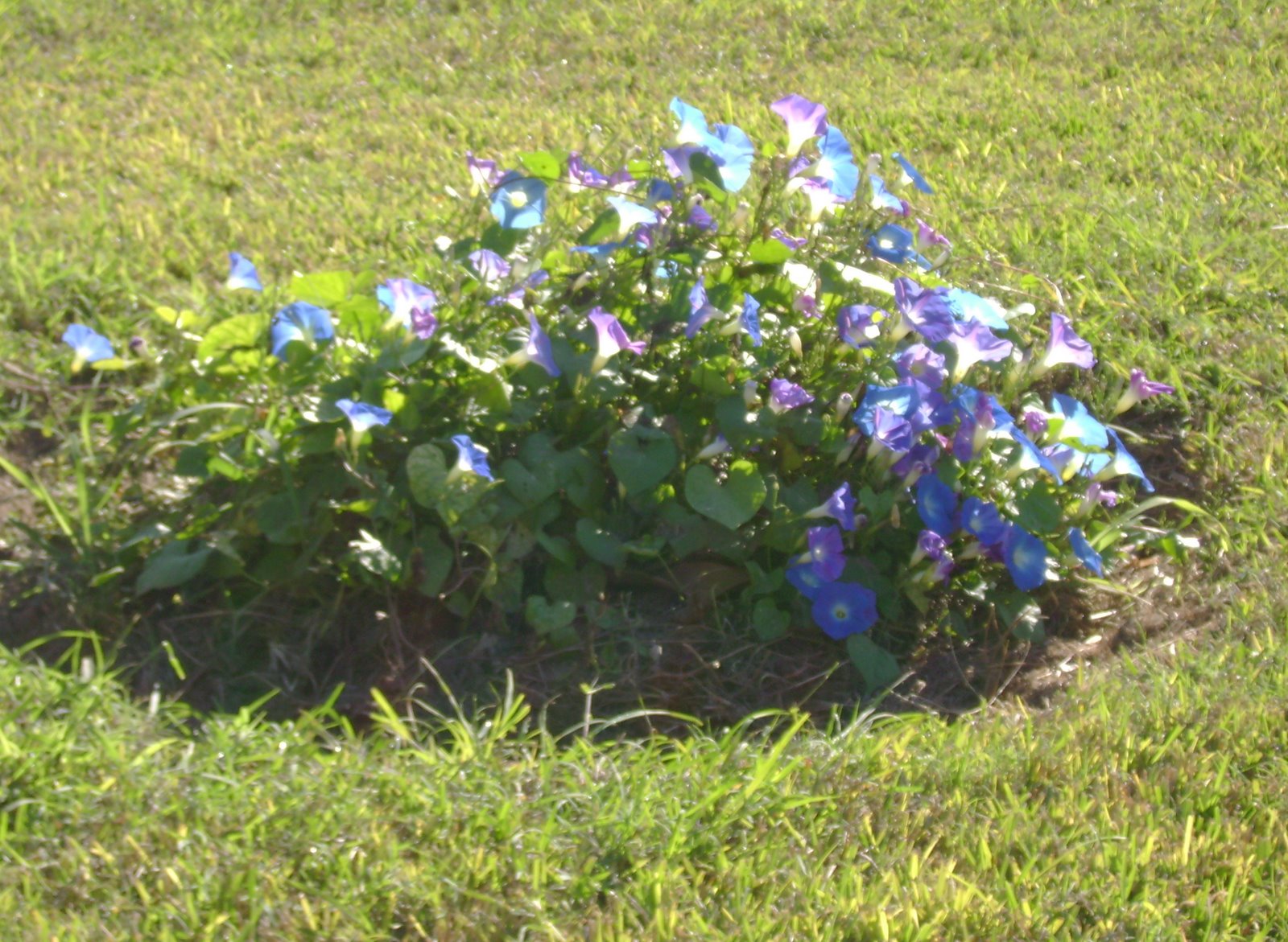 [blue+flowers.jpg]