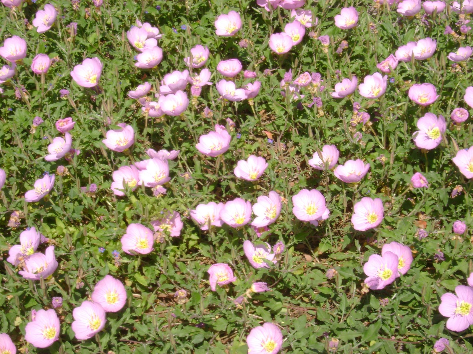 [Pink+Flowers.jpg]