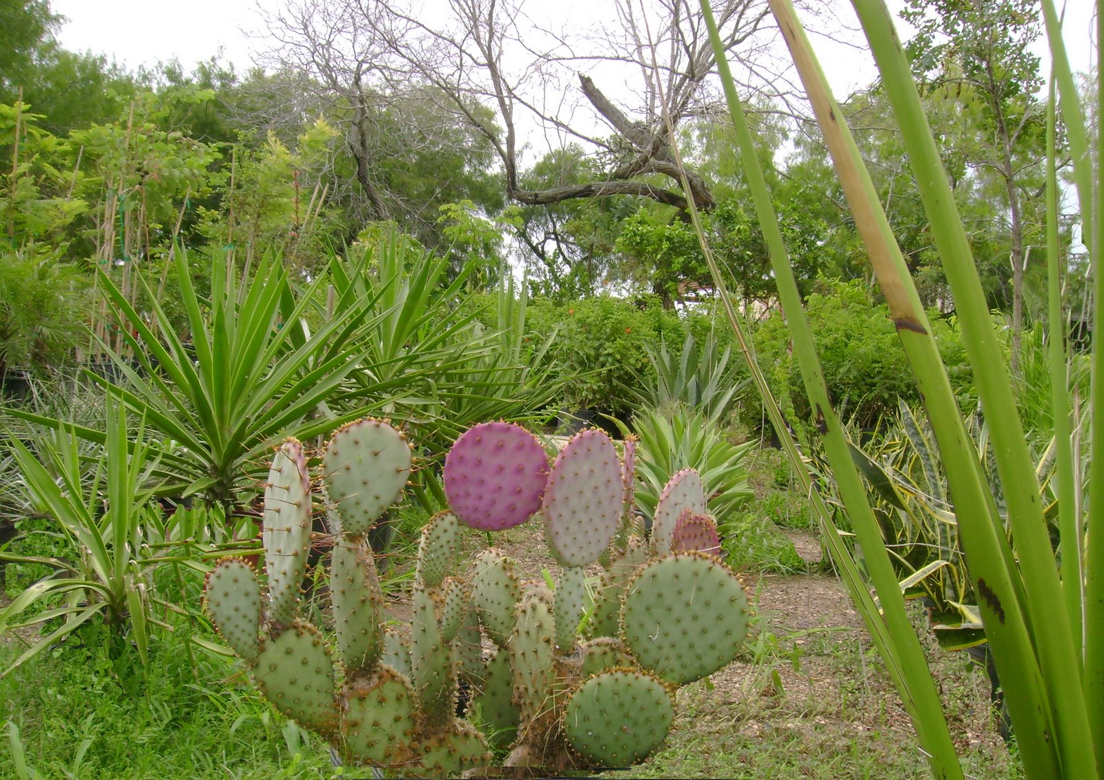 [Pink+Cactus.jpg]