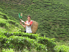 Harvesting Tea