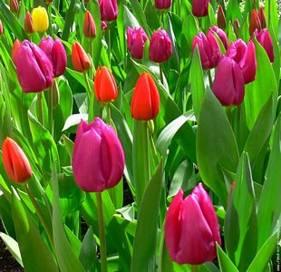 [tm_tulipes-01.jpg]