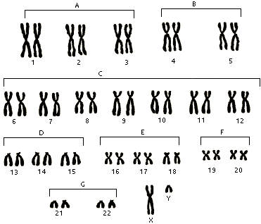 [cromosomas_humanos.jpg]