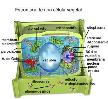 [1-Celula_vegetal.jpg]