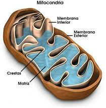 [mitocondria.jpg]