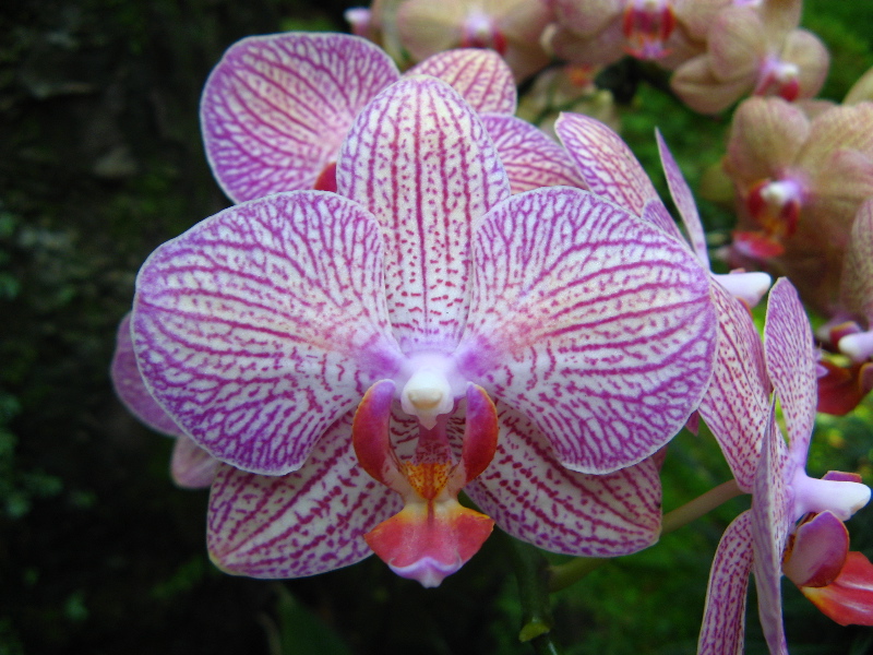 [singapore_violet_orchid.jpg]