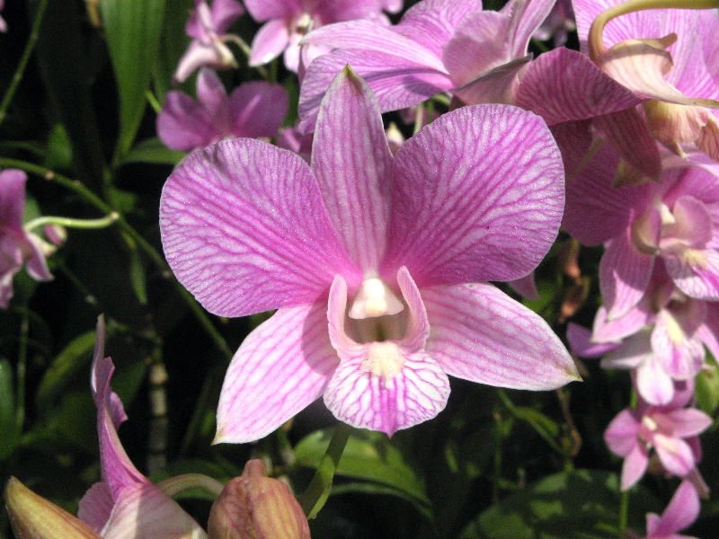 [singapore_pink_orchid.jpg]