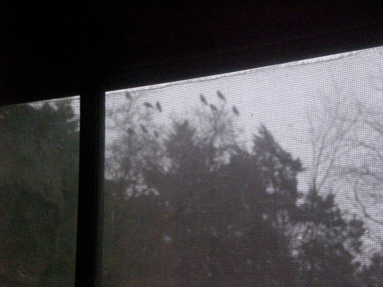 [crows+out+the+window.jpg]
