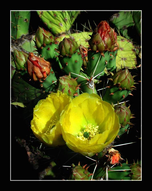 [cactus_flowers.jpg]