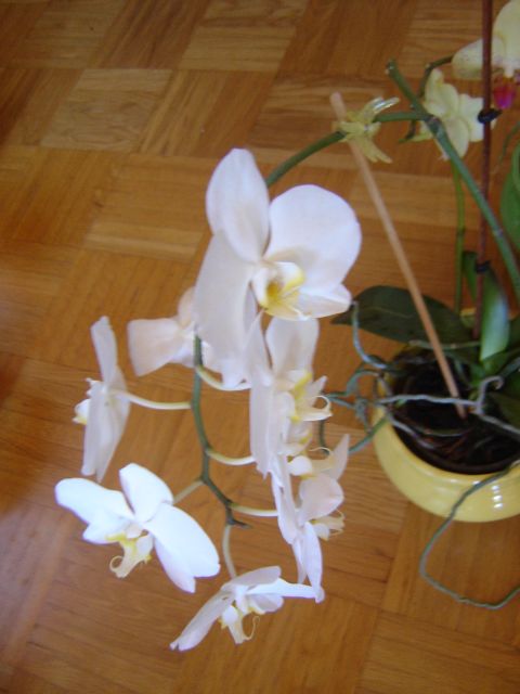 [orhideje7.jpg]