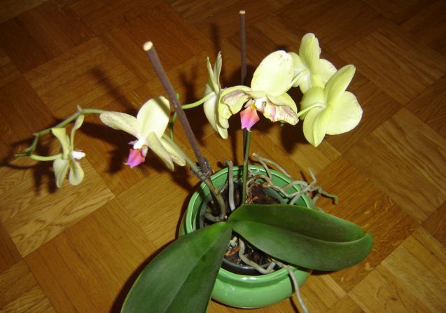 [orhideje1.jpg]