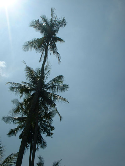 [coconut-tree.jpg]