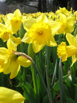 [daffodils_-_floriade_canberra.jpg]