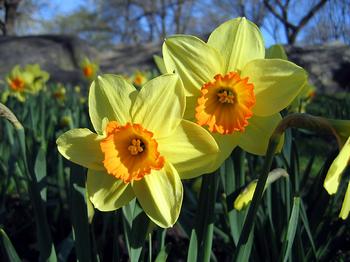[daffodils-thumb.jpg]