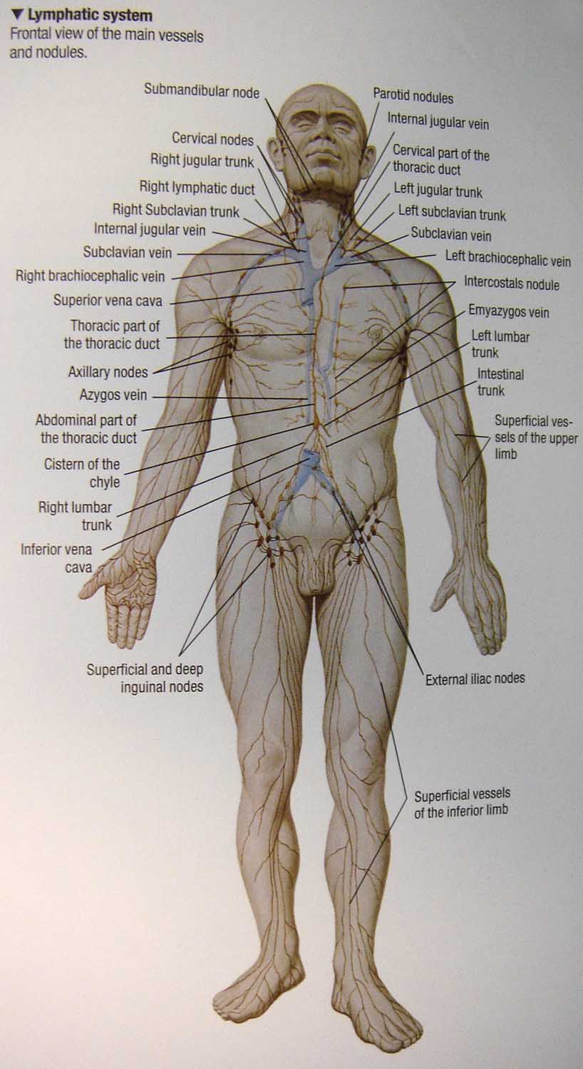 [CLL+lymphatic+system+lores.jpg]