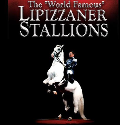 [Lipizzaner+Stallions.JPG]