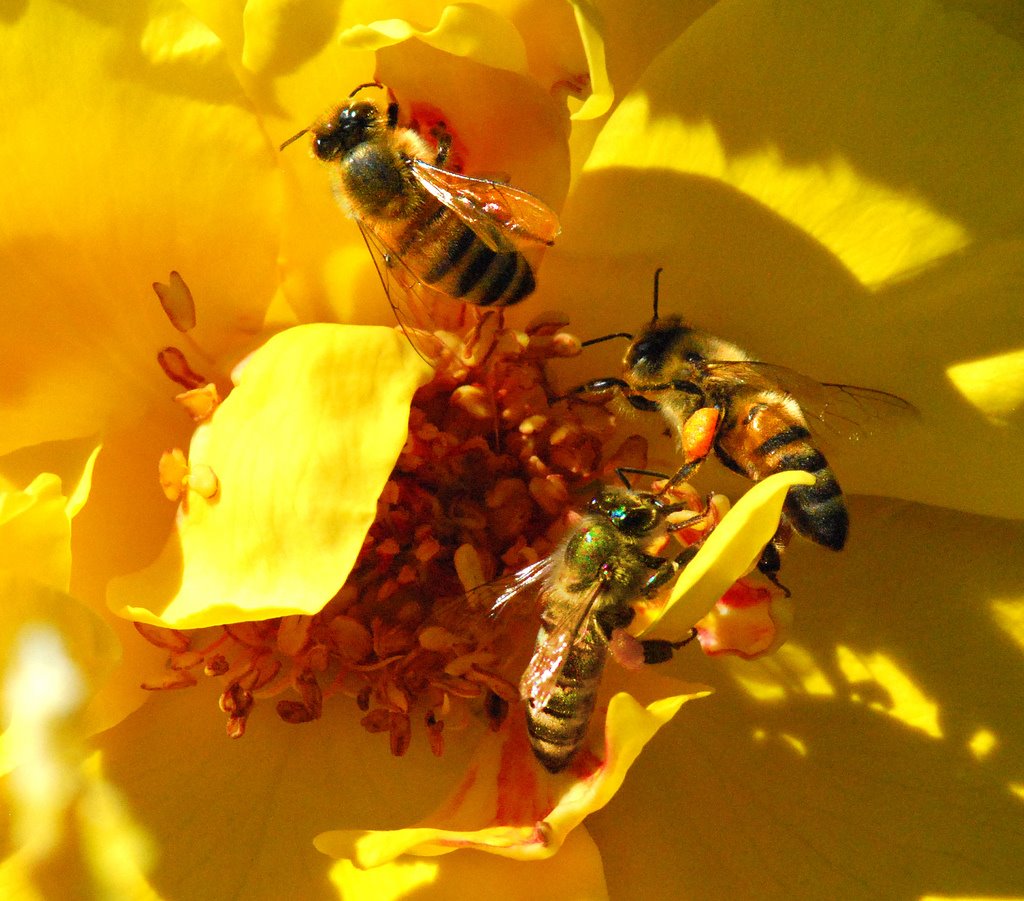 [Bee+Feeding+Frenzy.jpg]