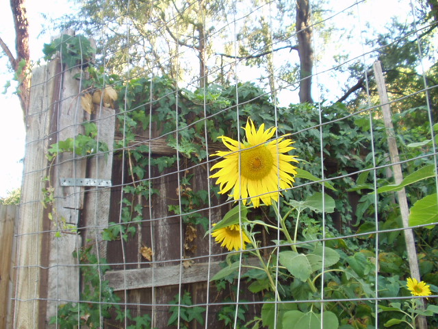 [Sunflower.JPG]