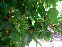 Giant mulberries