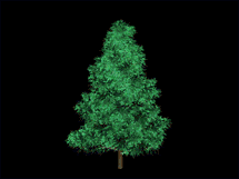 [christmas_tree.gif]