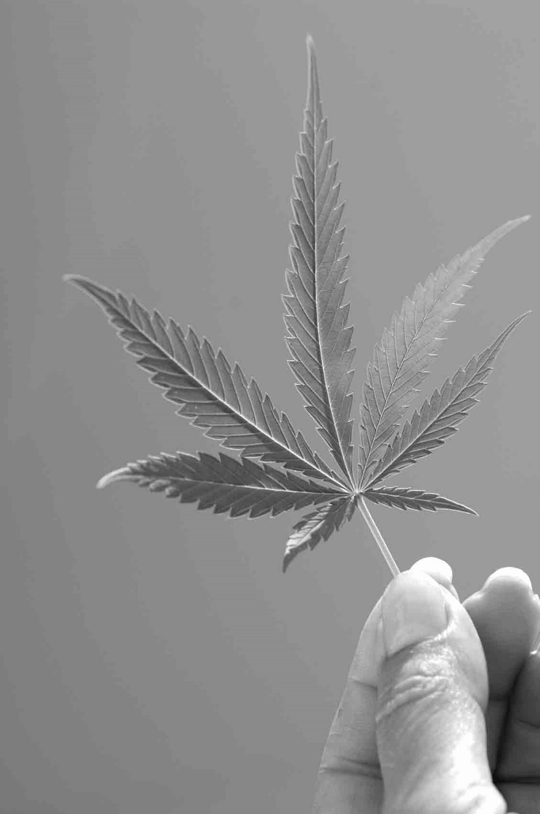 [marijuana-plant.jpg]