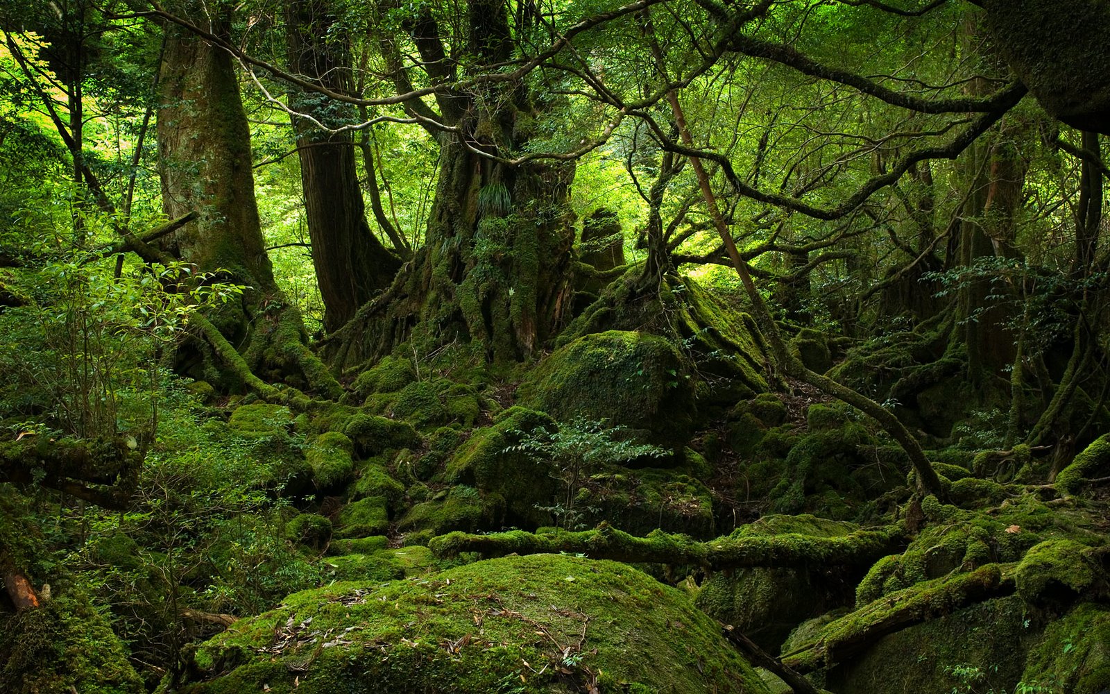 [mossy-forest-nature-axe@.jpg]