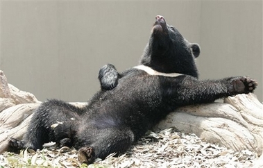[Bear+resting.jpg]