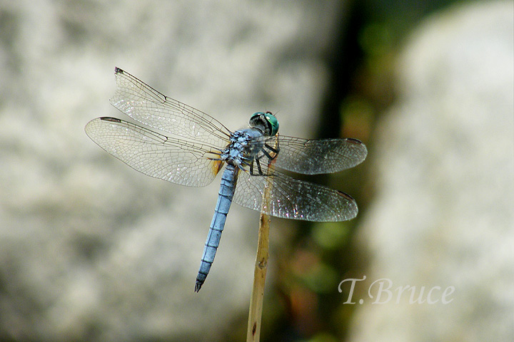 [DSCF1193sW_dragonfly1.jpg]