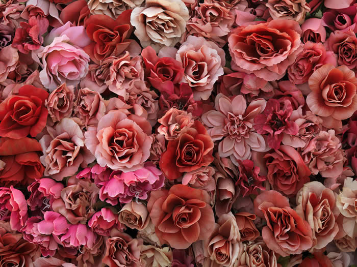 [Bill+Luchsinger+&+Karen+Stgrohmeen+-+Desert+Roses.jpg]