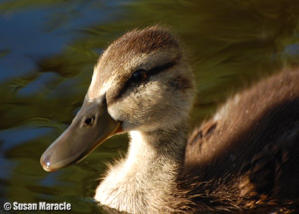 [baby+duck-closeup.jpg]