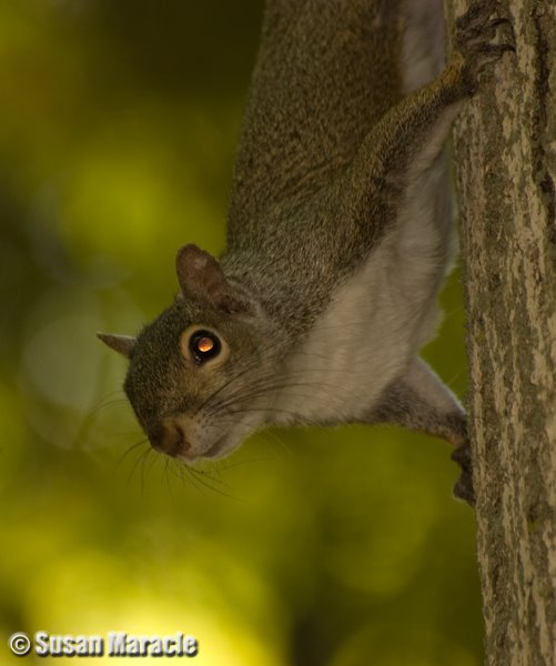 [grey+squirrel.jpg]
