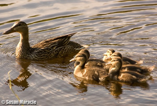 [mother+duck+with+babies2.jpg]