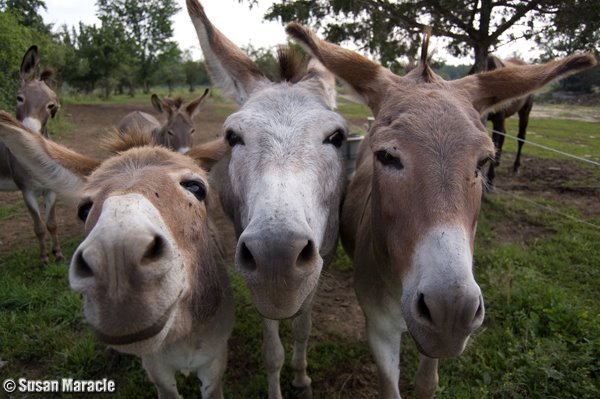 [donkey+noses.jpg]